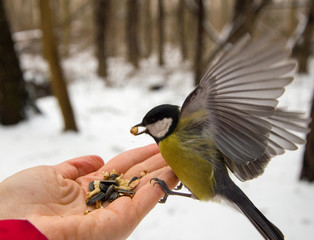 Fototapeta premium Tit in the woods