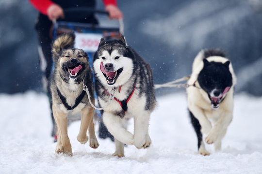 TUSNAD, ROMANIA - january 30: portrait of dogs  participating in the Dog Sled Racing Contest. On January 30, 2017 in TUSNAD, Romania