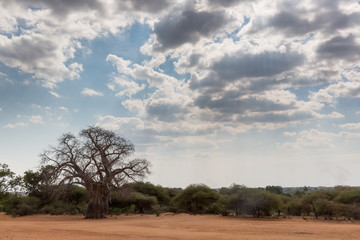 Baobabbaum