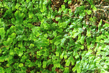 Fototapeta premium green moss texture