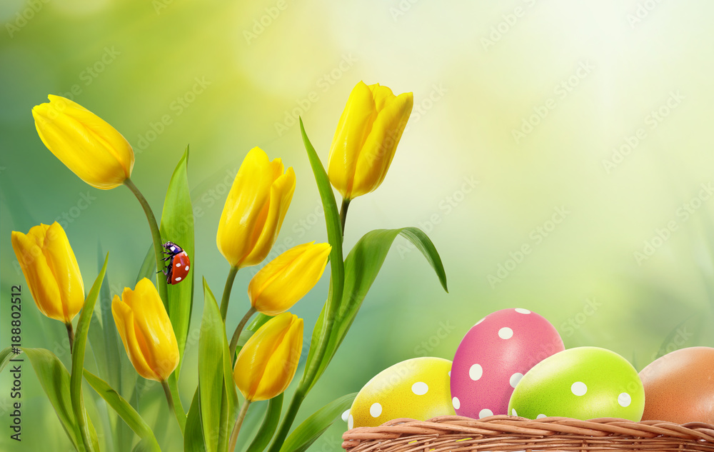 Poster beautiful magic easter spring background with colorful eggs in basket, yellow flowers tulips and lad