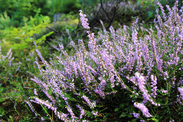 heather plant with violet flowers