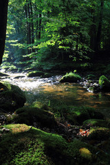 Naklejka na ściany i meble river in the green forest