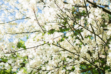 Acer platanoides Walderseei