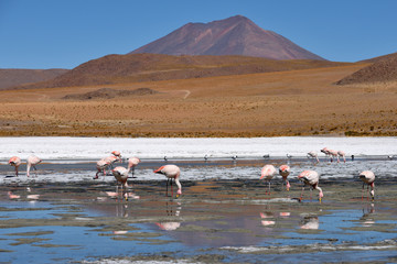 Flamingo on the lake