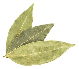 Spices bay leaves isolated on white background