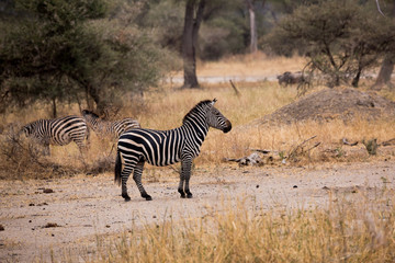 Wildes Zebra - Afrika