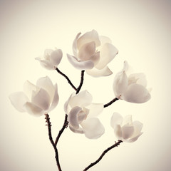 Naklejka na ściany i meble rama de magnolias