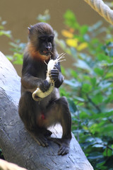 small baboon is eating banana