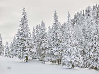 winter landscape with trees and mountains covered with snow and frost