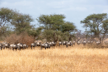 Gnuherde auf der Wanderschaft nach Norden - Serengeti