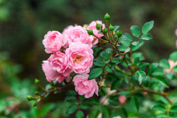 Fototapeta premium beautiful blooming rose bush in garden