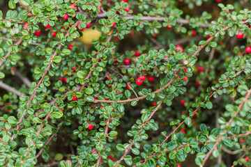 Obraz premium natural backdrop bush with green leaves and red berries