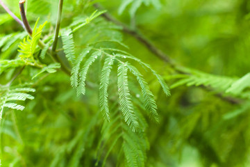closeup leaves with dew drops natural backdrop
