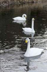 Naklejka premium 白鳥