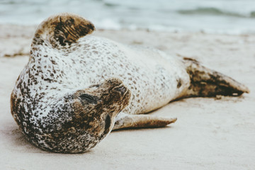 Harbor Seal funny animal sleeping on sandy beach phoca vitulina ecology protection concept scandinavian sealife in Denmark.