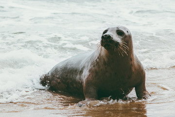 Seal funny animal on Grenen seaside in Denmark phoca vitulina wildlife ecology protection concept arctic sealife.