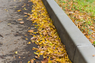 fallen autumn leaves on the road