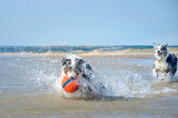 Zwei Australian Shepherd Hunde springt voller Lebensfreude durch das spritzende blaue Wasser hinter einem Ball her. - 188806516