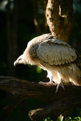 Himalayan griffon vulture