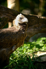 Black Vulture