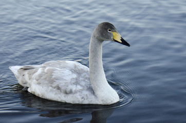 白鳥の幼鳥