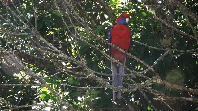 crimson rosella on a tree branch at o'reillys in lamington national park in queensland, australia
