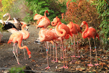Fototapeta na wymiar flamingo birds group