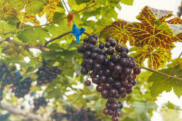 Fresh red grapes vine on plant and summer sun light.