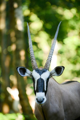 Gemsbok