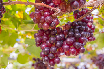Fresh red grapes vine on plant and summer sun light.
