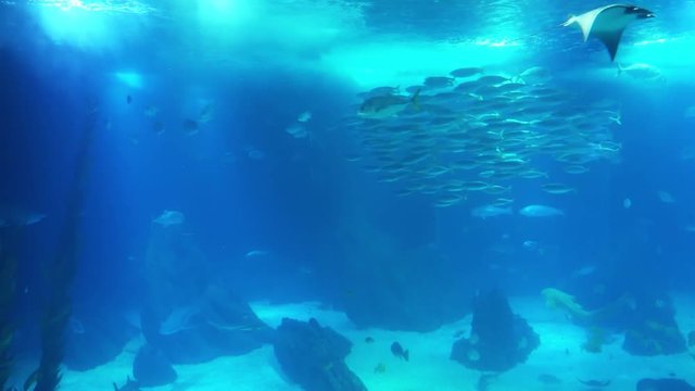 Underwater life of a coral reef. Sharks, rays and other fish. Large aquarium.