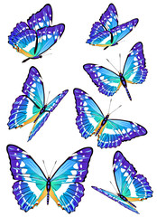 butterflies design
