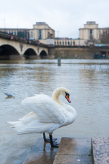 Swan on Seine river banks with the Palais de Chaillot in the background in Paris