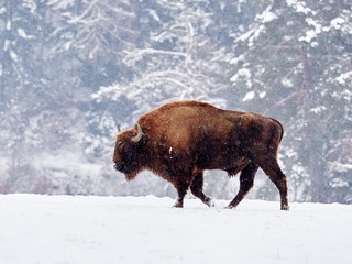 European bison (Bison bonasus) in natural habitat in winter © bereta
