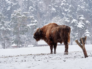 European bison (Bison bonasus) in natural habitat in winter © bereta