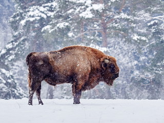 European bison (Bison bonasus) in natural habitat in winter © bereta