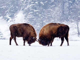 European bison (Bison bonasus) in natural habitat in winter © bereta