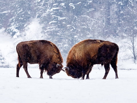 European bison (Bison bonasus) in natural habitat in winter
