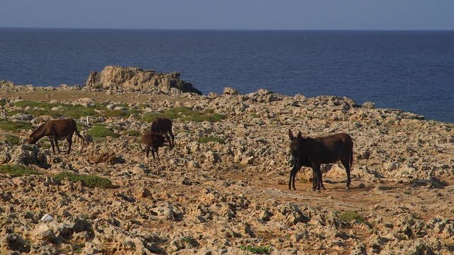 Wild Donkeys Grazing On Rocks; Tip Of Cyprus; Karpas Peninsula, Cyprus