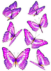 beautiful pink butterflies, isolated  on a white