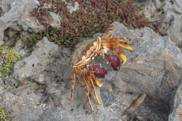 Sea Crab close-up
