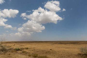 Fototapeta na wymiar Serengeti - Tansania