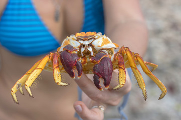 Sea Crab close-up