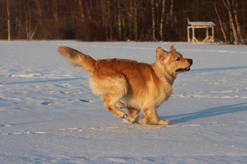 Golden Retriever  is running. Winter. 
