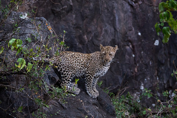 Naklejka na ściany i meble Leopardenjunges - Savanne - Serengeti