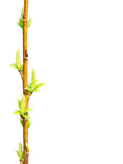 Spring. Easter. Awakening of new life. Branch of willow isolated on white background. Inflorescences, flowering period. Willows, also called sallows, and osiers, form the genus Salix. Place for text