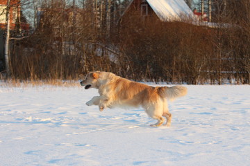Fototapeta na wymiar Golden Retriever is running. Winter. 