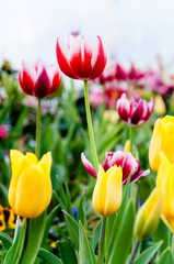Various colorful Tulips