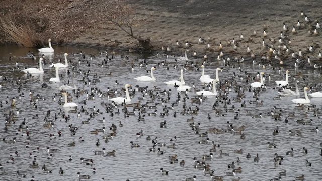 水際に集まっているオオハクチョウの成鳥と幼鳥、たくさんのオナガガモ、ホシハジロ